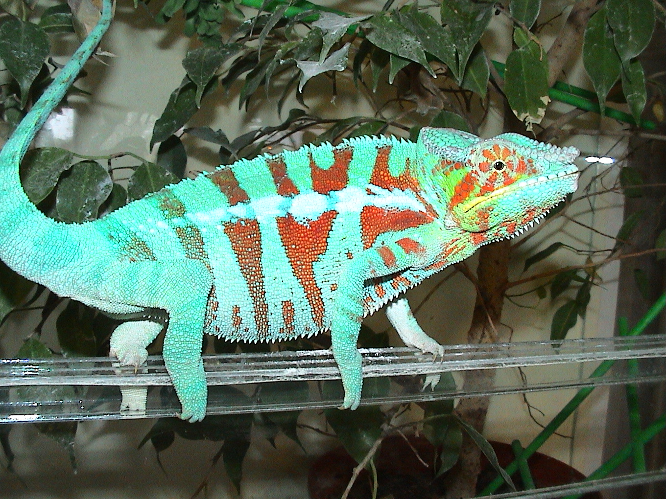 Párduckaméleon (Furcifer pardalis) Ambanja