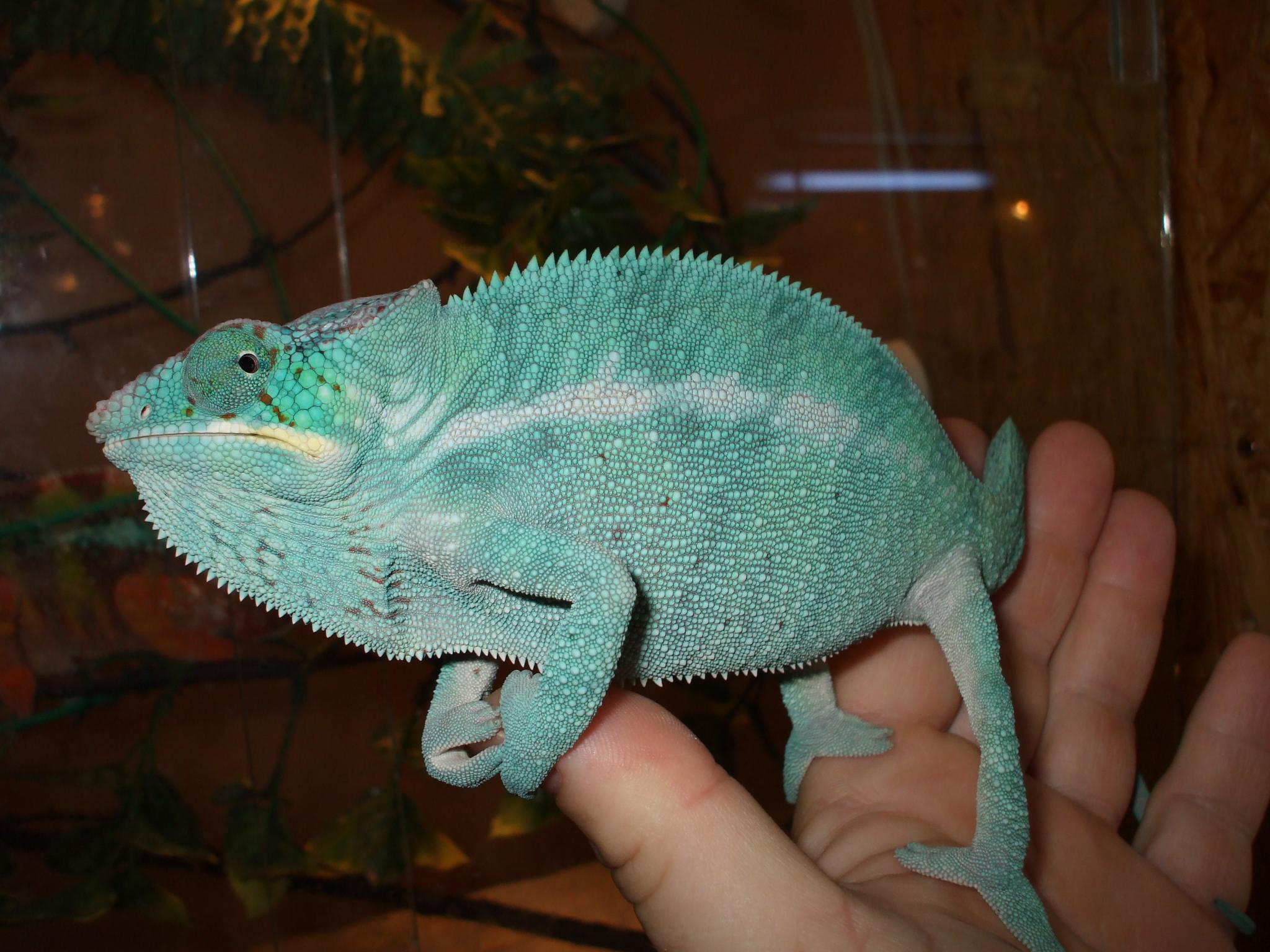 Párduckaméleon (Furcifer pardalis) Nosy be