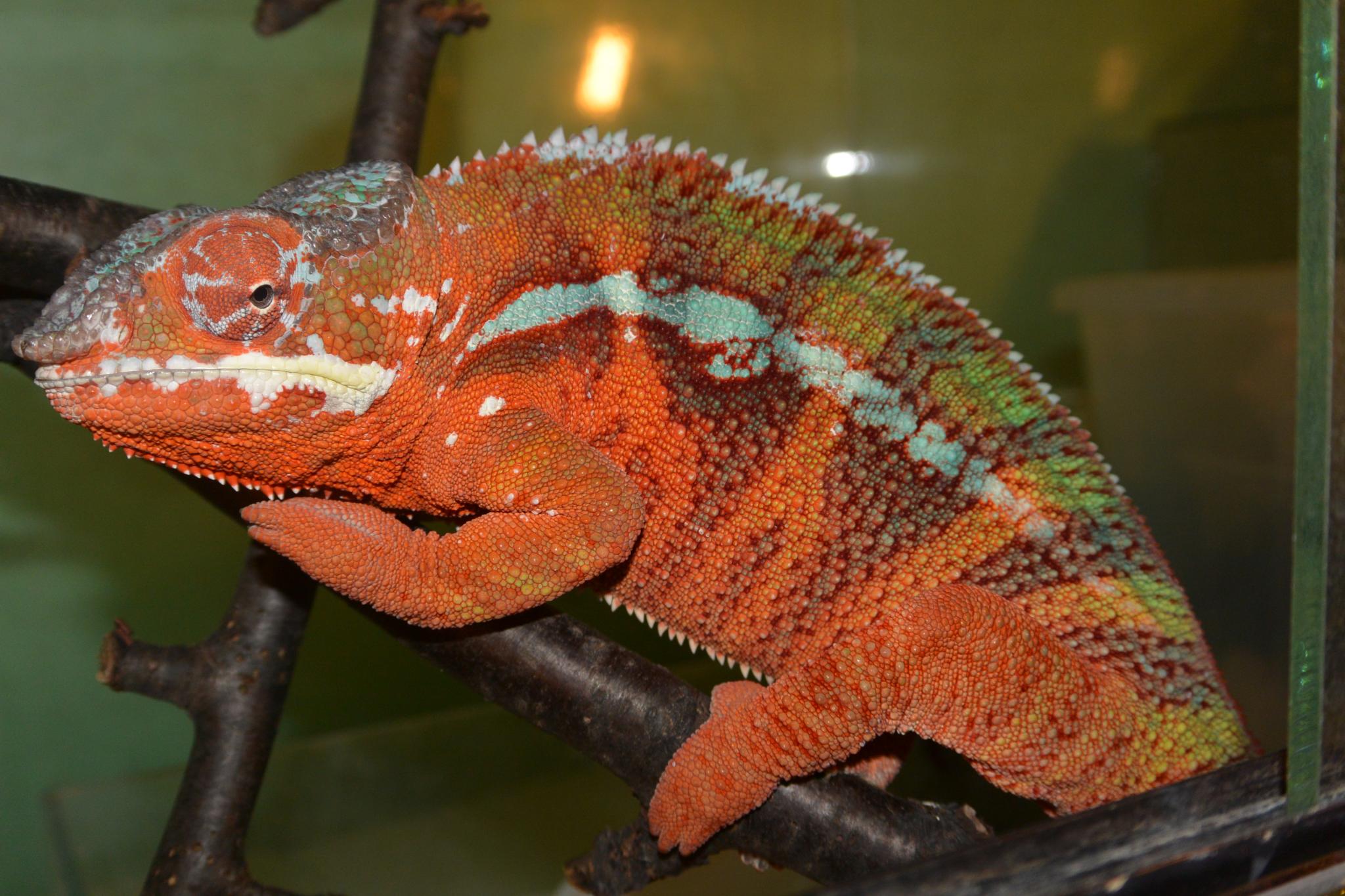 Párduckaméleon (Furcifer pardalis) Ambilobe 