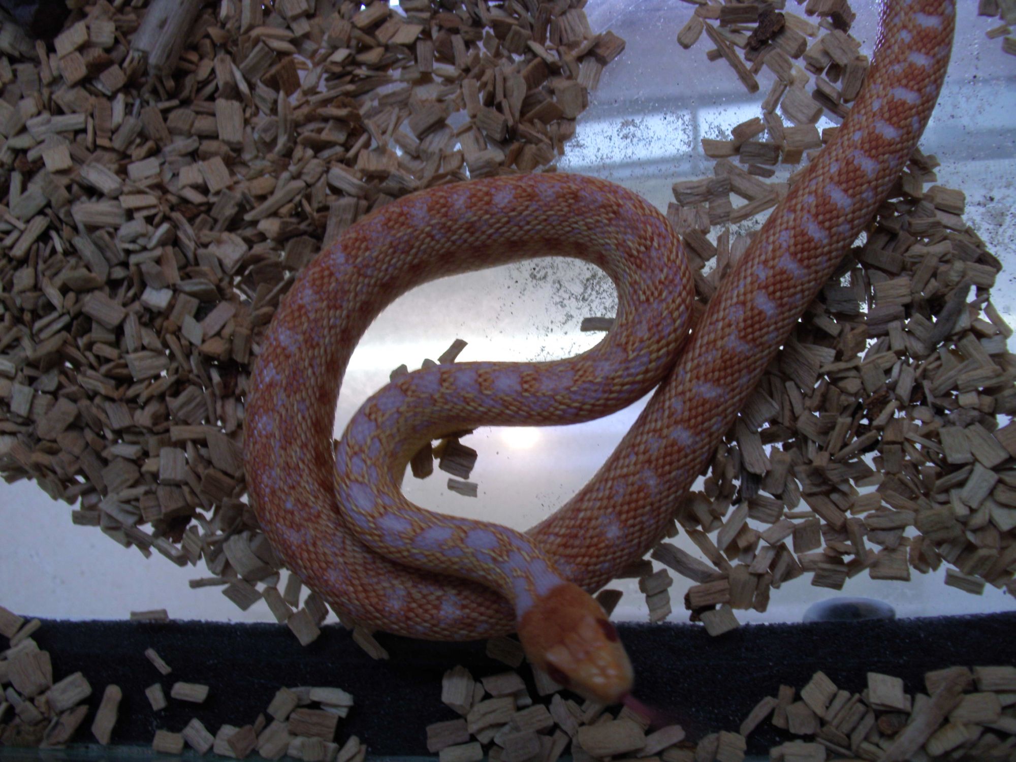 Pituophis melanoleucus