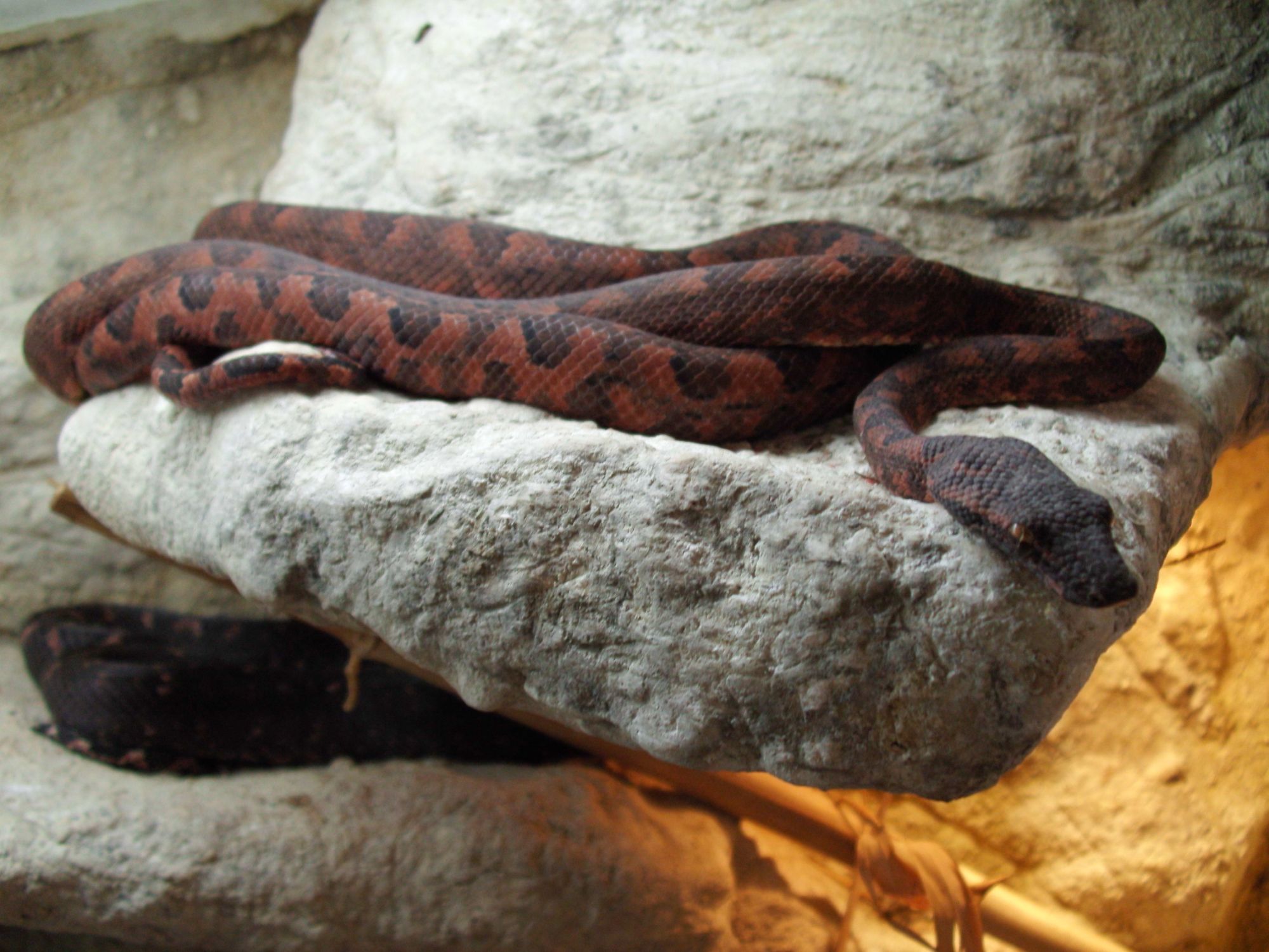 Candoia bibroni australis