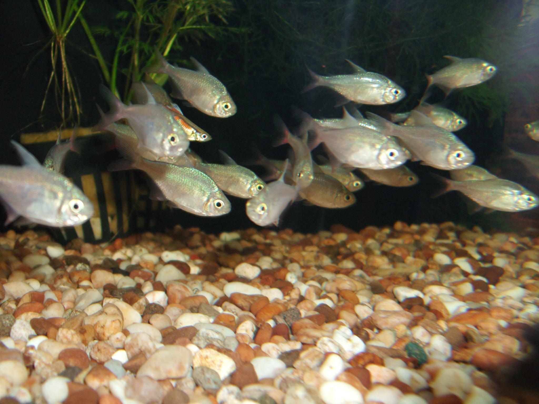 Hyphessobrycon columbianus