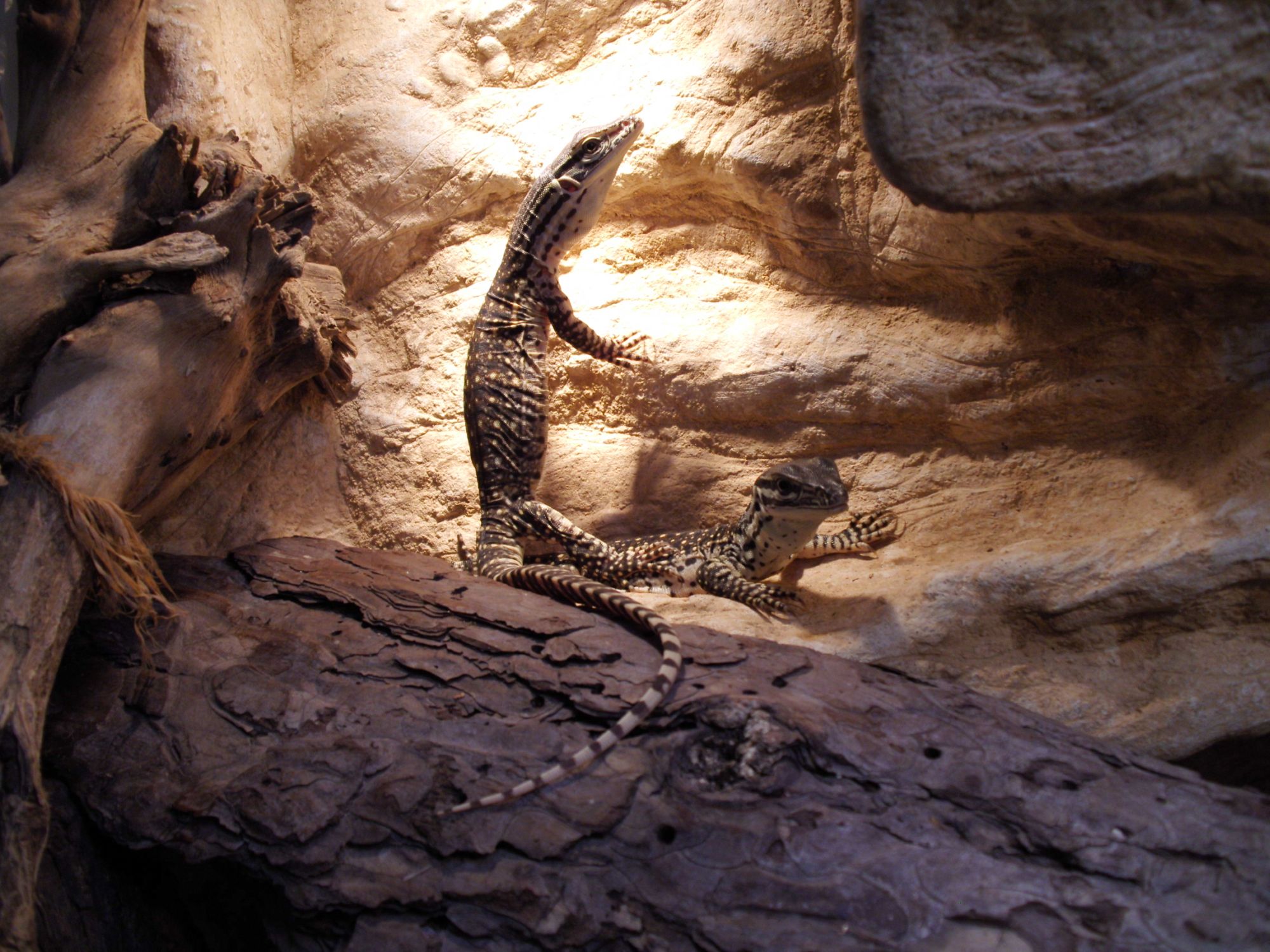 Varanus panoptes horni