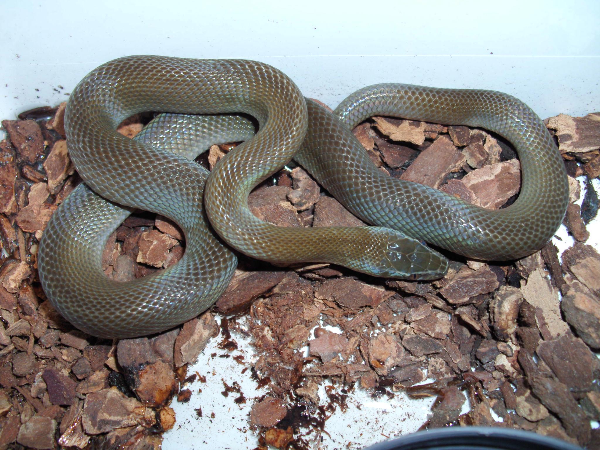 Lamprophis fuliginosus