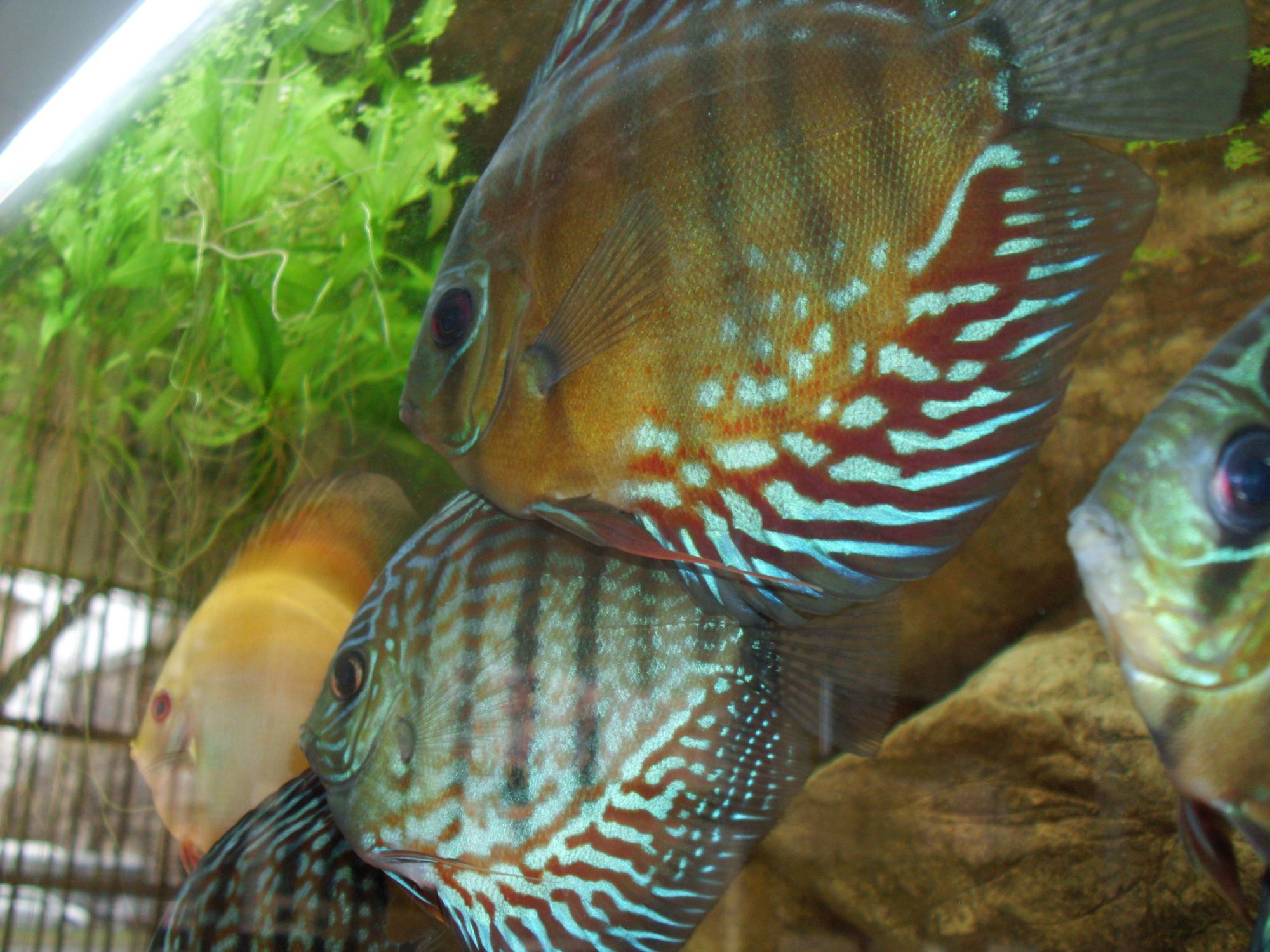 Symphysodon aequifasciatus