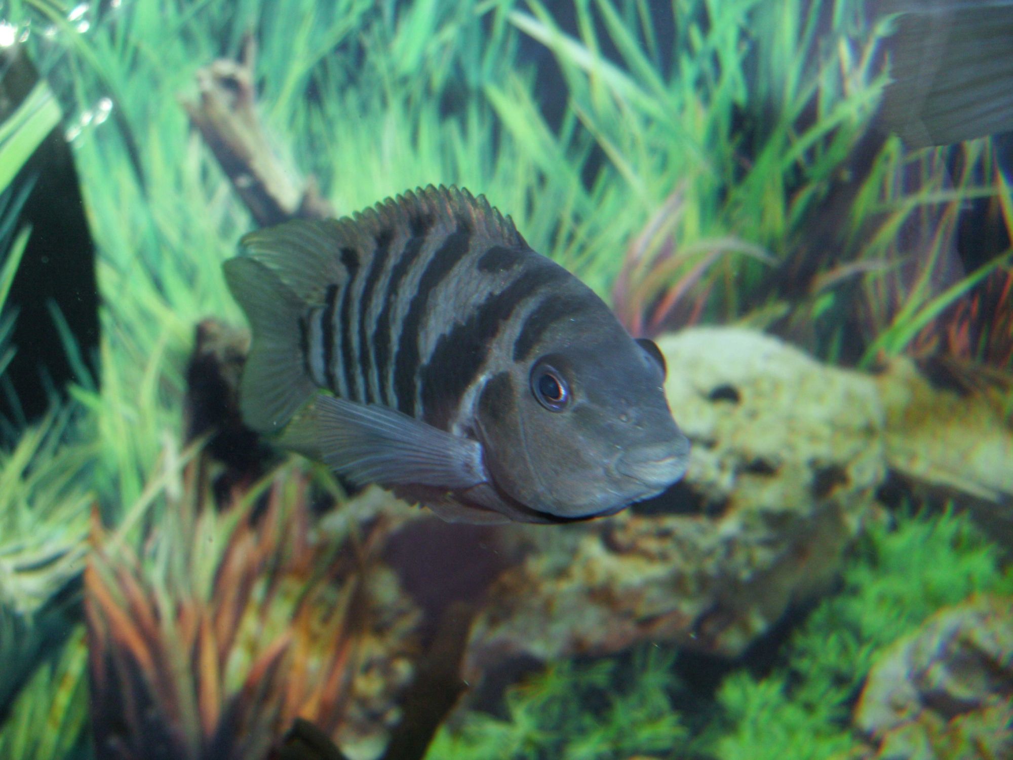 Zebrasávos sügér