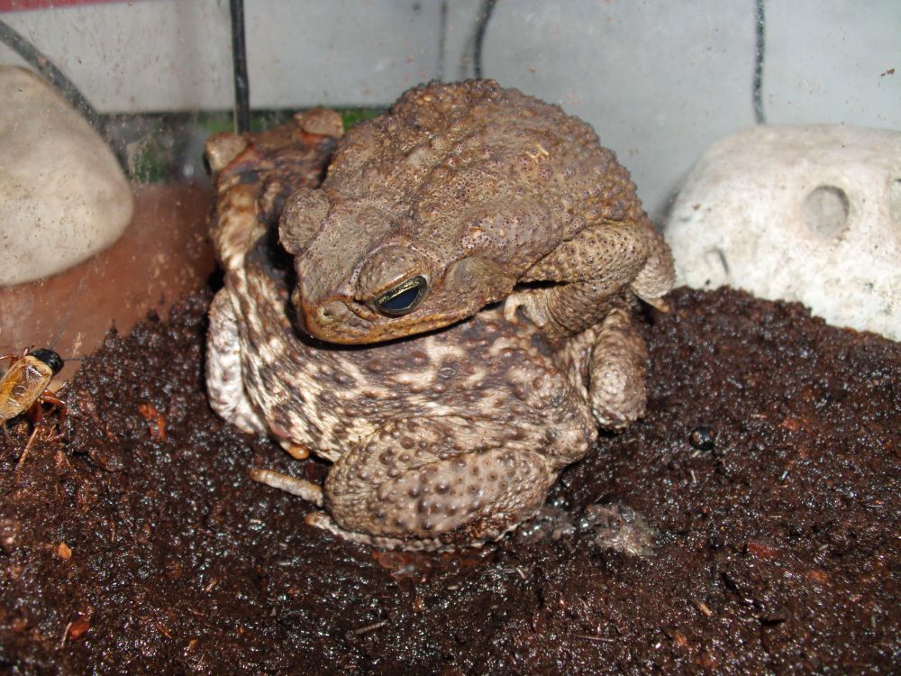 Bufo marinus