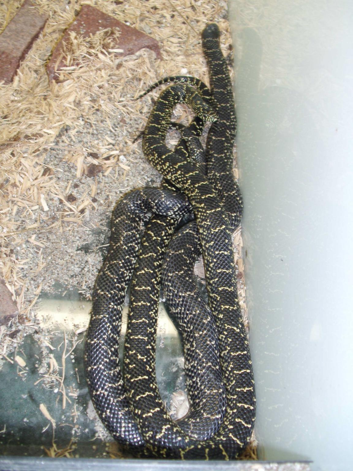 Lampropeltis getulus holbrooki