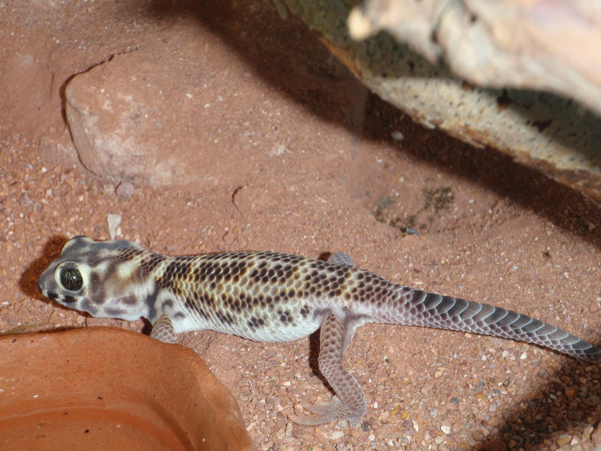 Csodagekkó (Terratoscincus scincus)