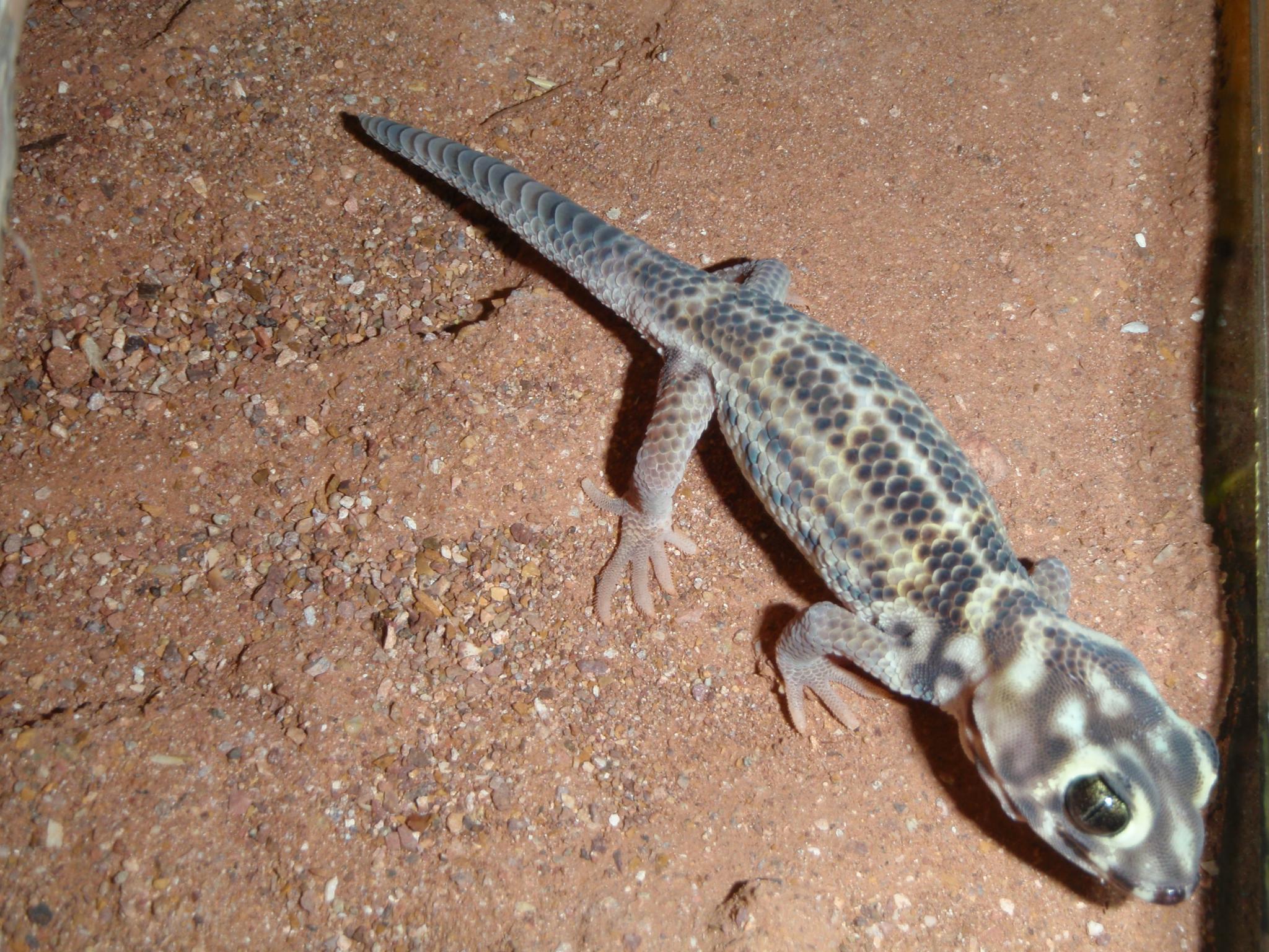 Csodagekkó (Terratoscincus scincus)