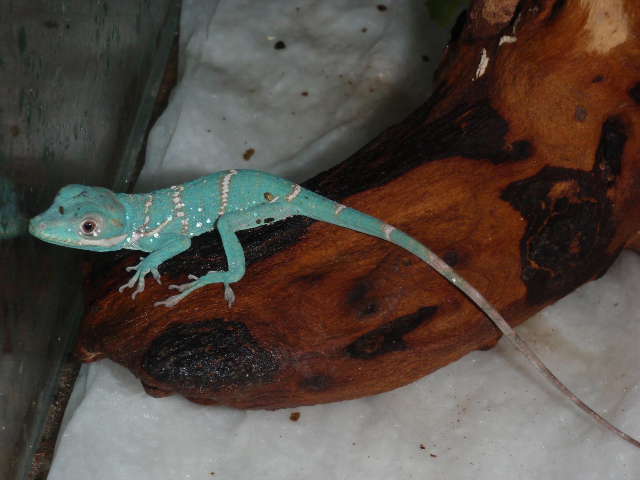 Lovag anolisz (Anolis equestris) bébi
