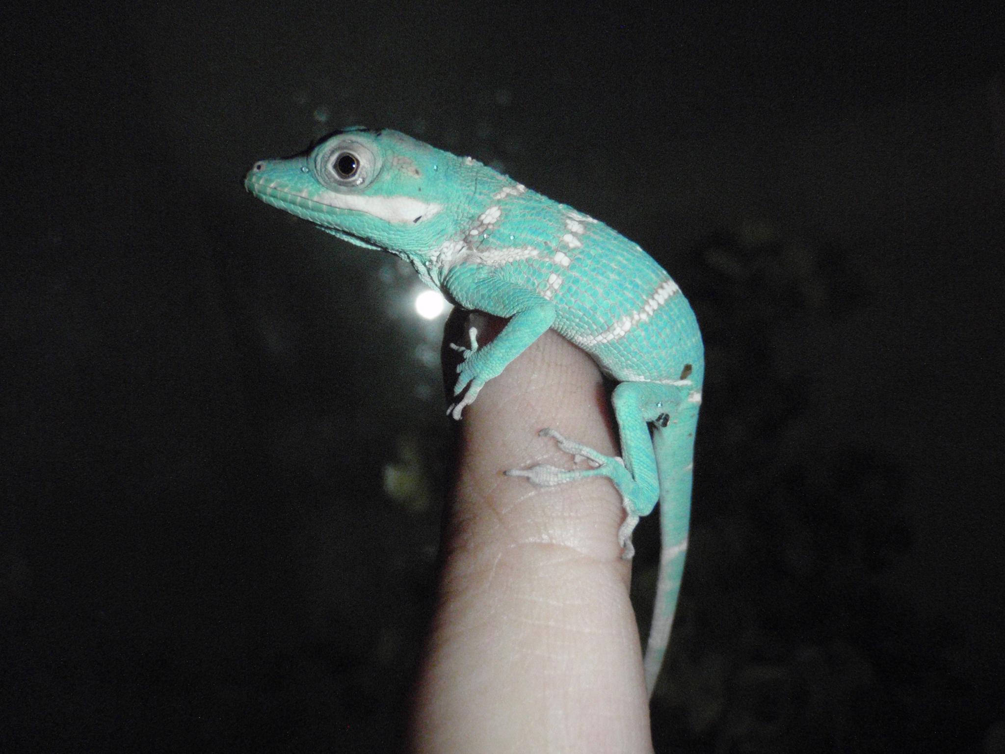 Lovag anolisz (Anolis equestris) bébi