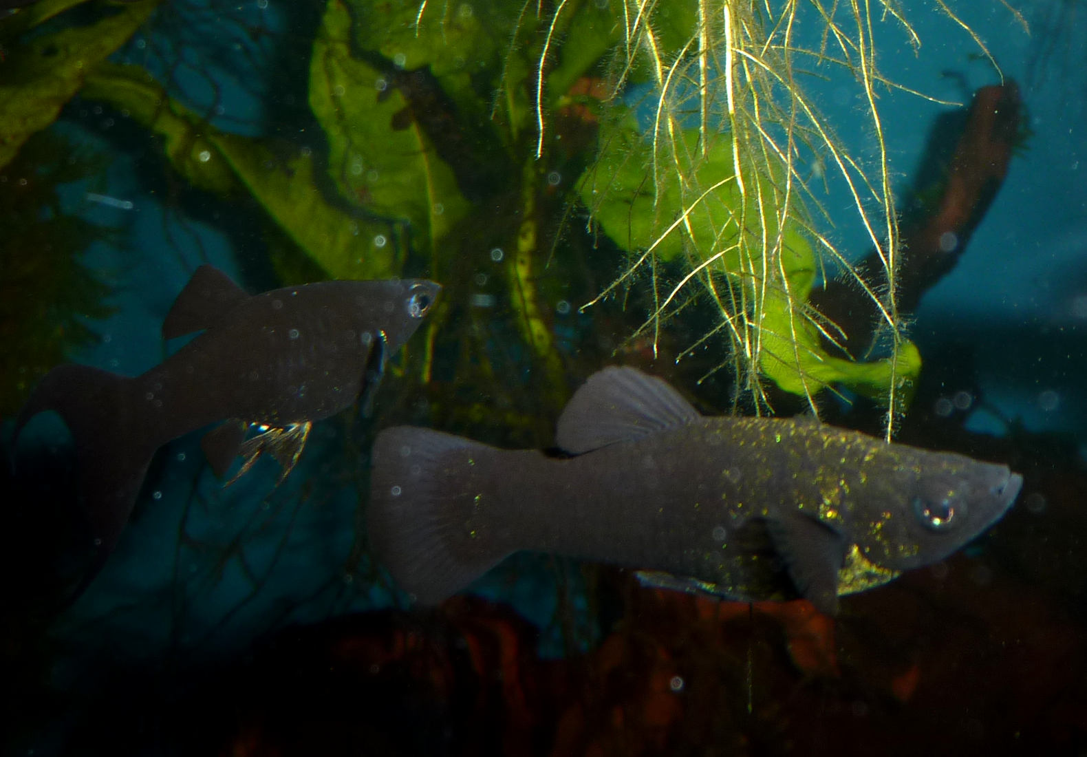 black molly Poecilia sphenops
