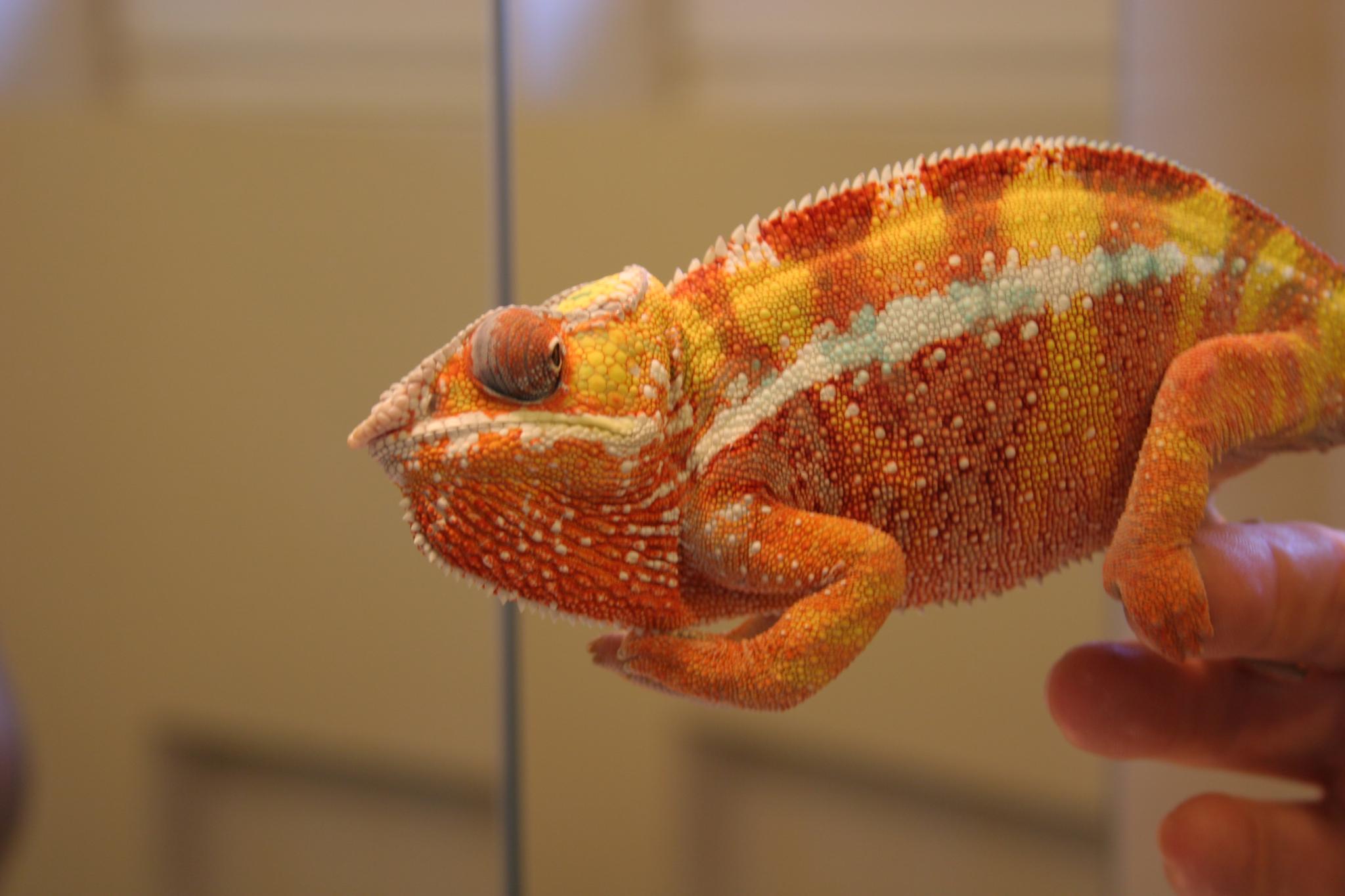 Párduckaméleon (Furcifer pardalis) Ambilobe