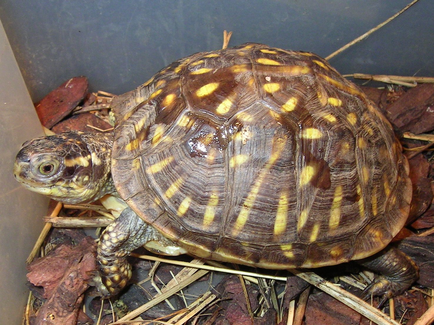 Karolinai dobozteknős (Terrapene carolina)