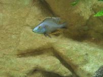   Dimidiochromis compressiceps