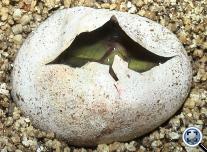 Zöld leguán  (Iguana i. iguana) tojás