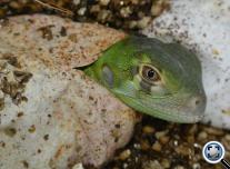 Green Iguanas hatching ( Zöld leguánok kelnek ) 