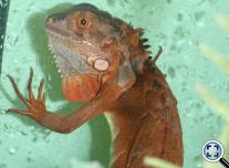 Zöld leguán piros-bébik (Iguana i. iguana)