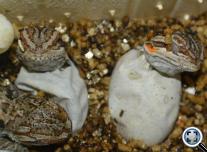 Pogona vitticeps hatching (Szakállas agáma)